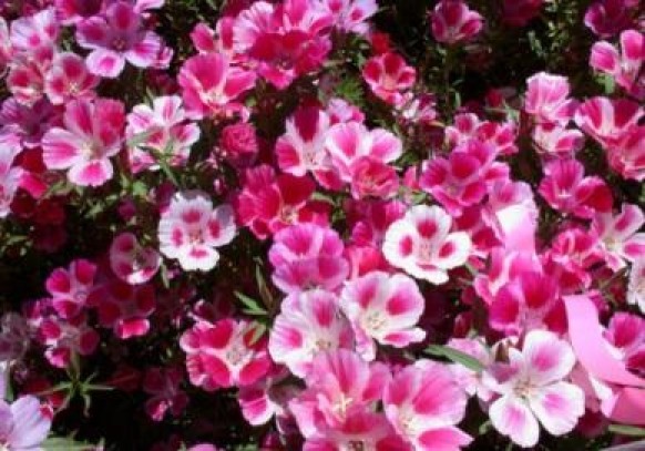 GODETIA FAREWELL TO SPRING 100 FRESH SEEDS FREE SHIPPING