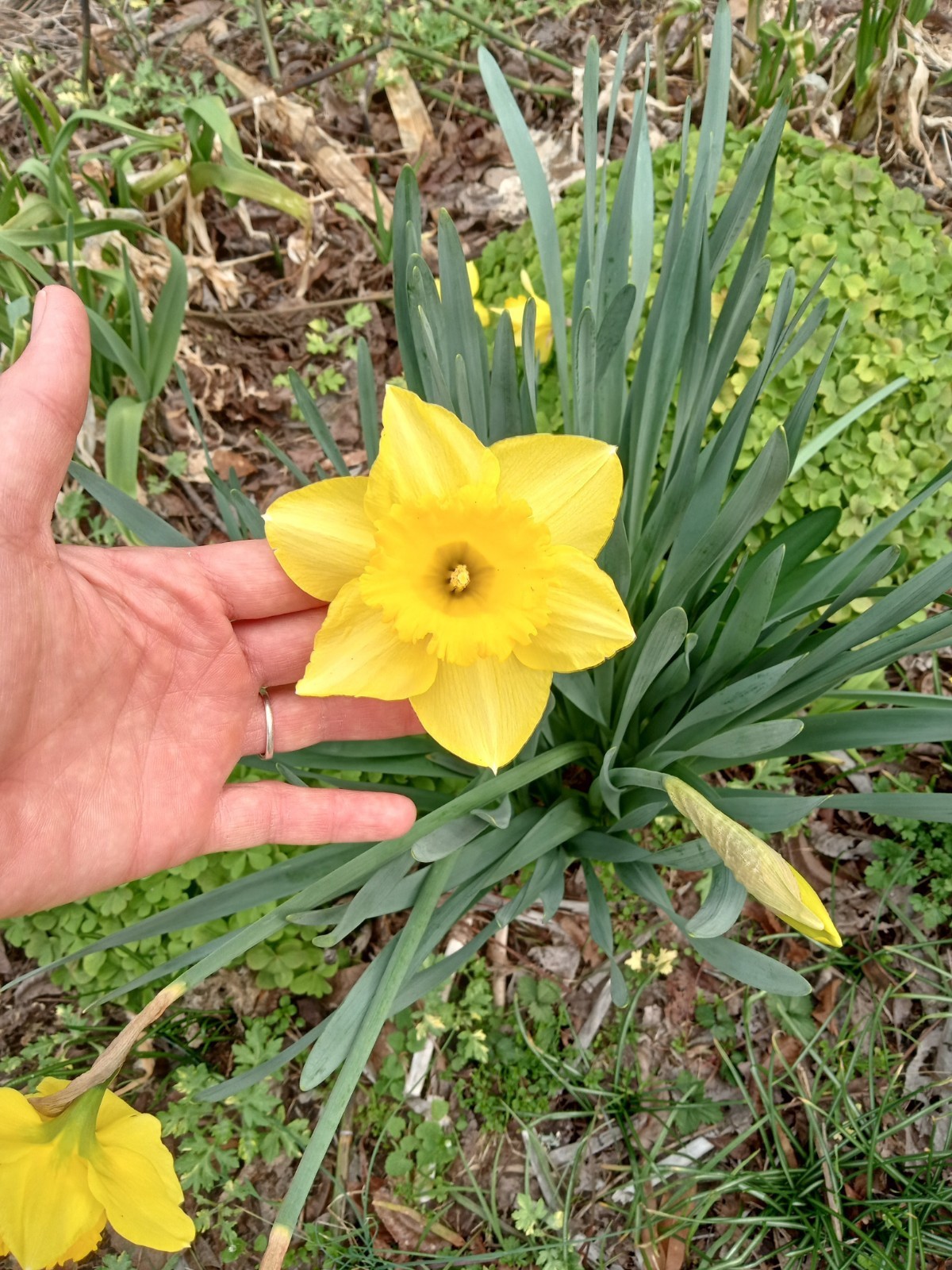 Daffodil (Narcissus pseudonarcissus) Flower Bulbs- Mixed Varieties- 15 Bulbs
