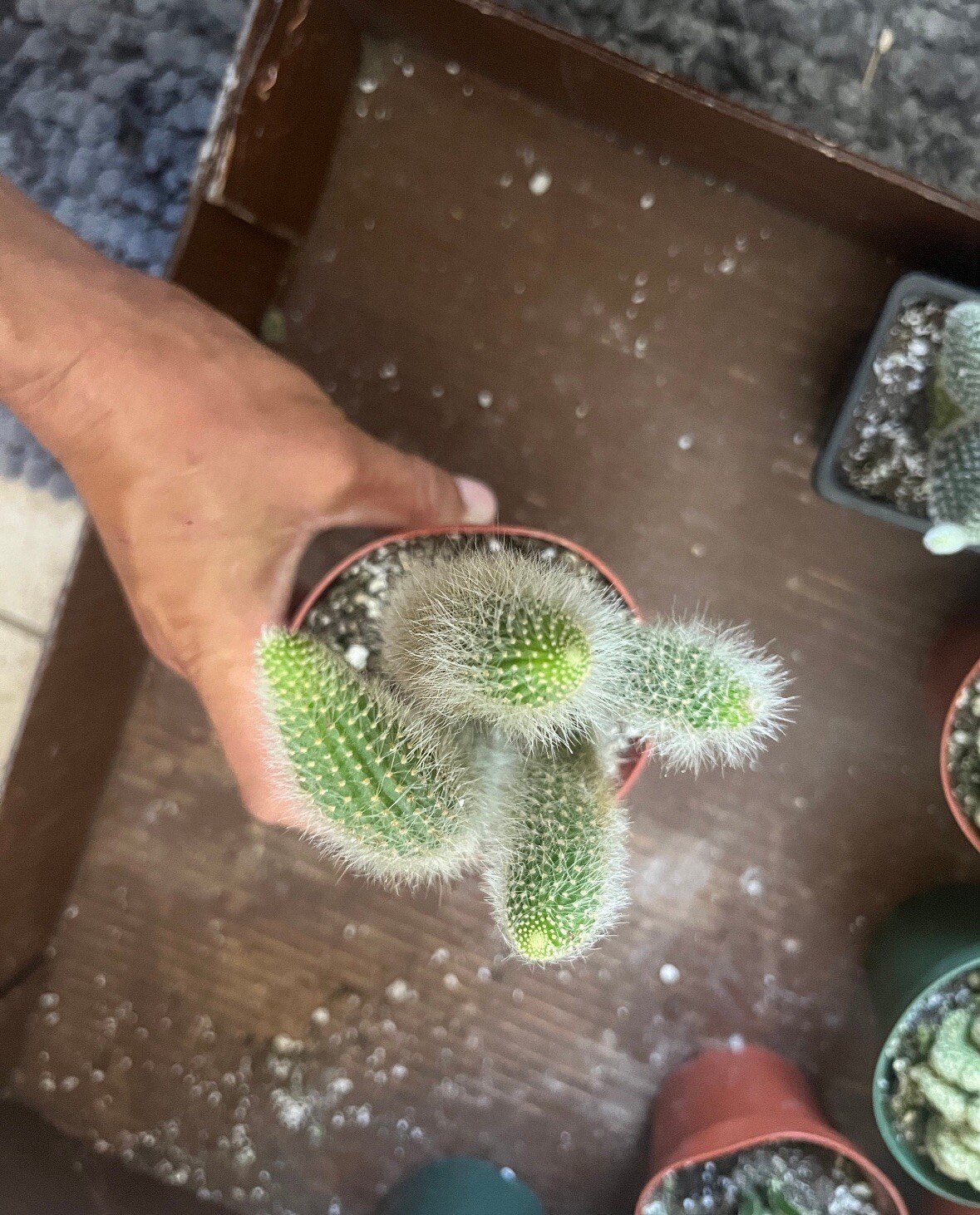 4″ Monkey Tail Cactus | Hildewintera Colademononis