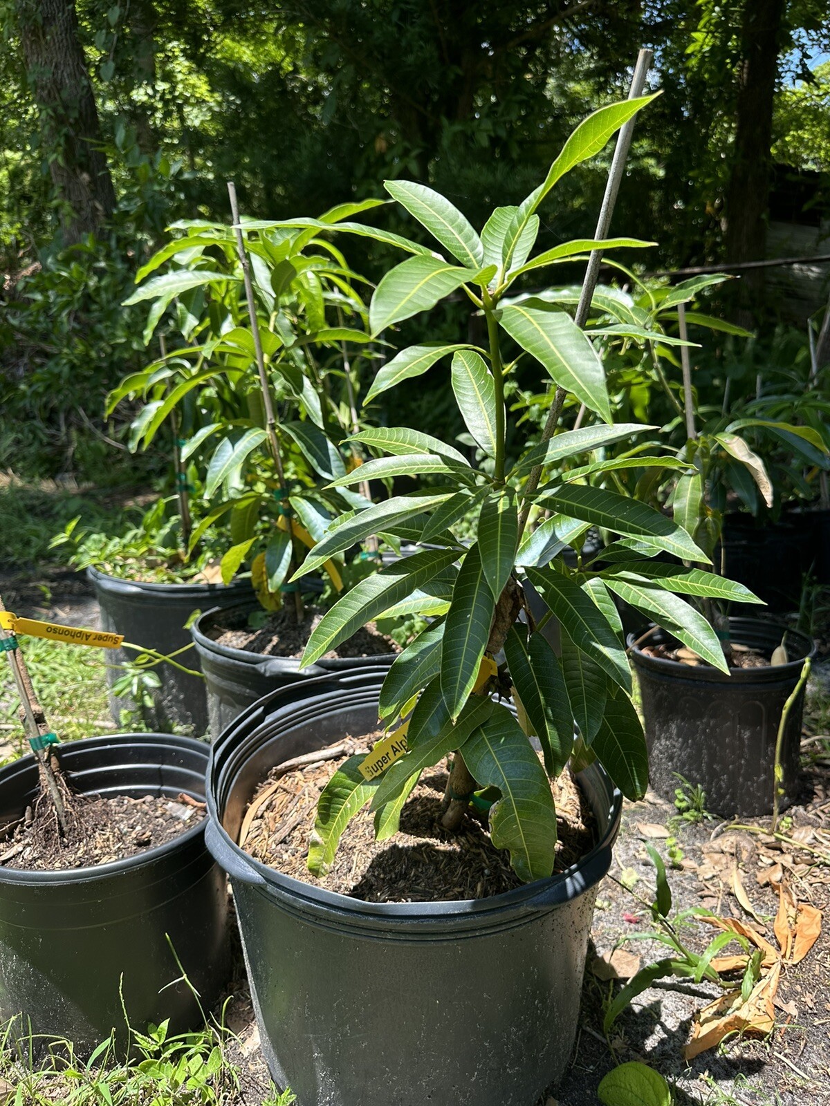 Kesar MANGO TREE GRAFTED (2-4 Feet Tall). Ship To All States