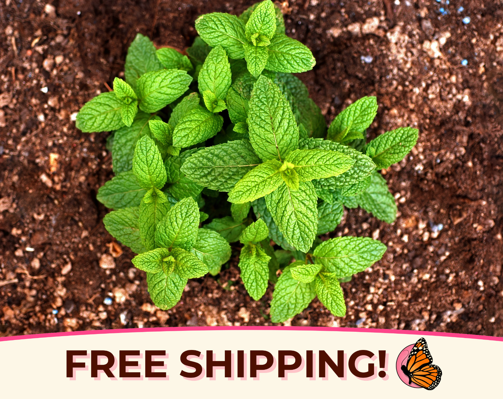 3,000+ Spearmint Seeds | Container Herb Gardening for Mint Plant, Mentha spicata