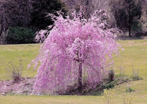 Live Japanese Pink Weeping Cherry Tree Strong Rooted Plants
