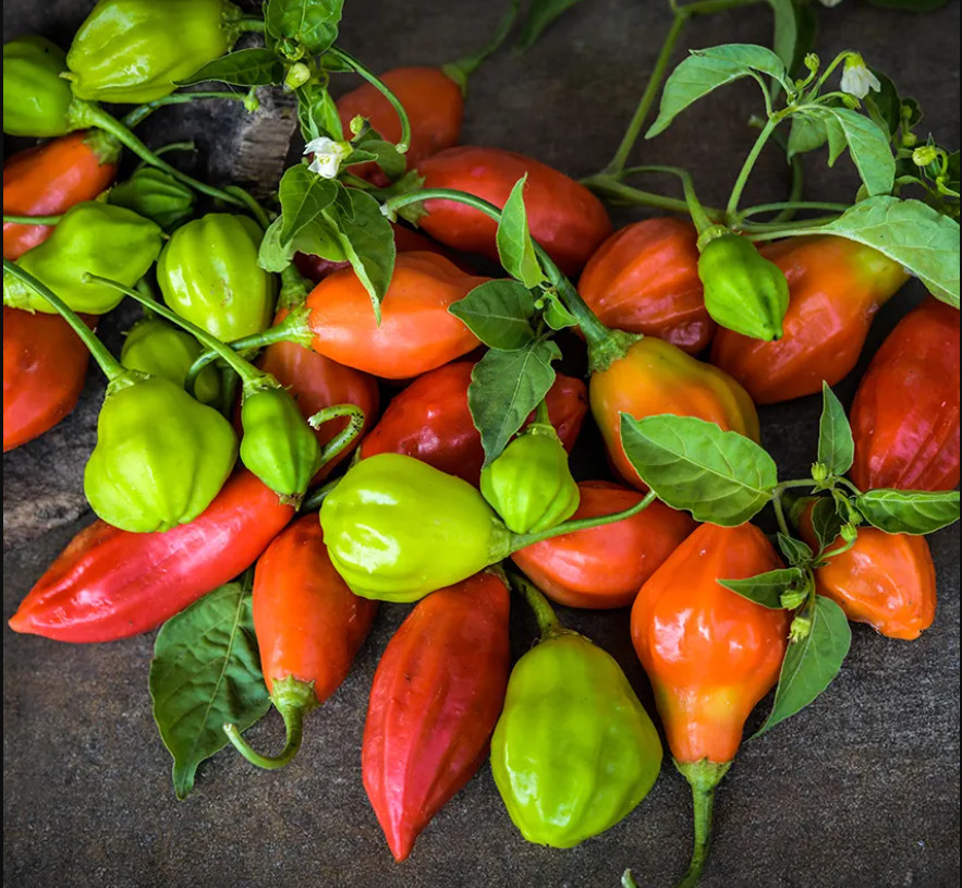 RARE✿ NEW! Heirloom Brazilian Rainforest Hot Pepper 10 Seeds ●Fruity Vigorous