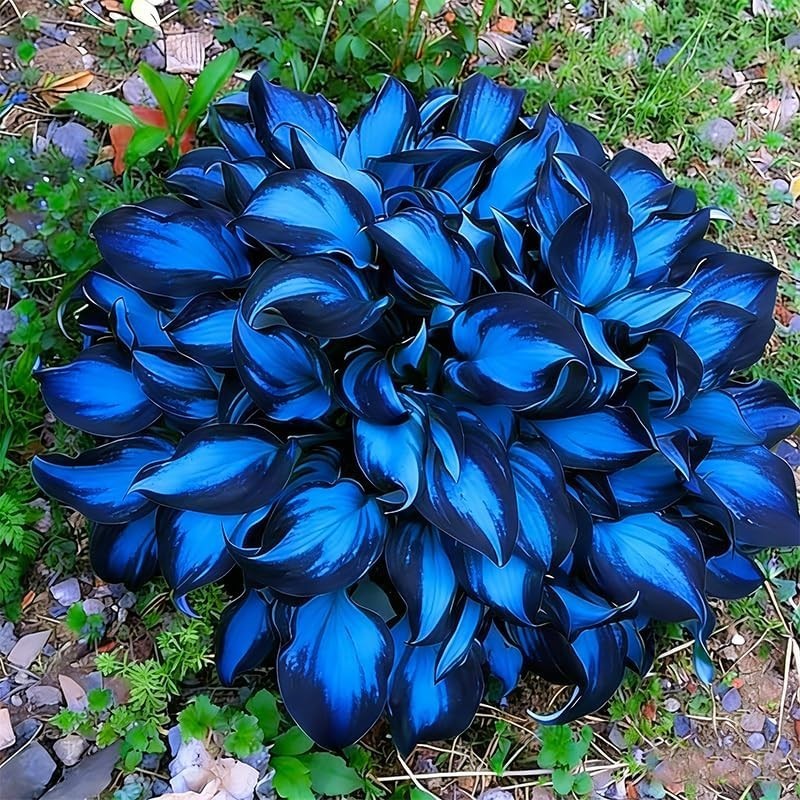 330+ Mixed Color Hosta Seeds for Planting – Shade-Tolerant Perennials, Dual Use