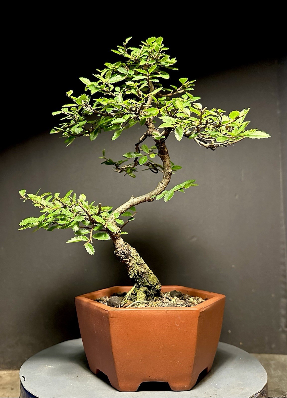 Bonsai Tree Cork Bark Chinese Elm From Root Cutting 13” tall Quality Chinese Pot