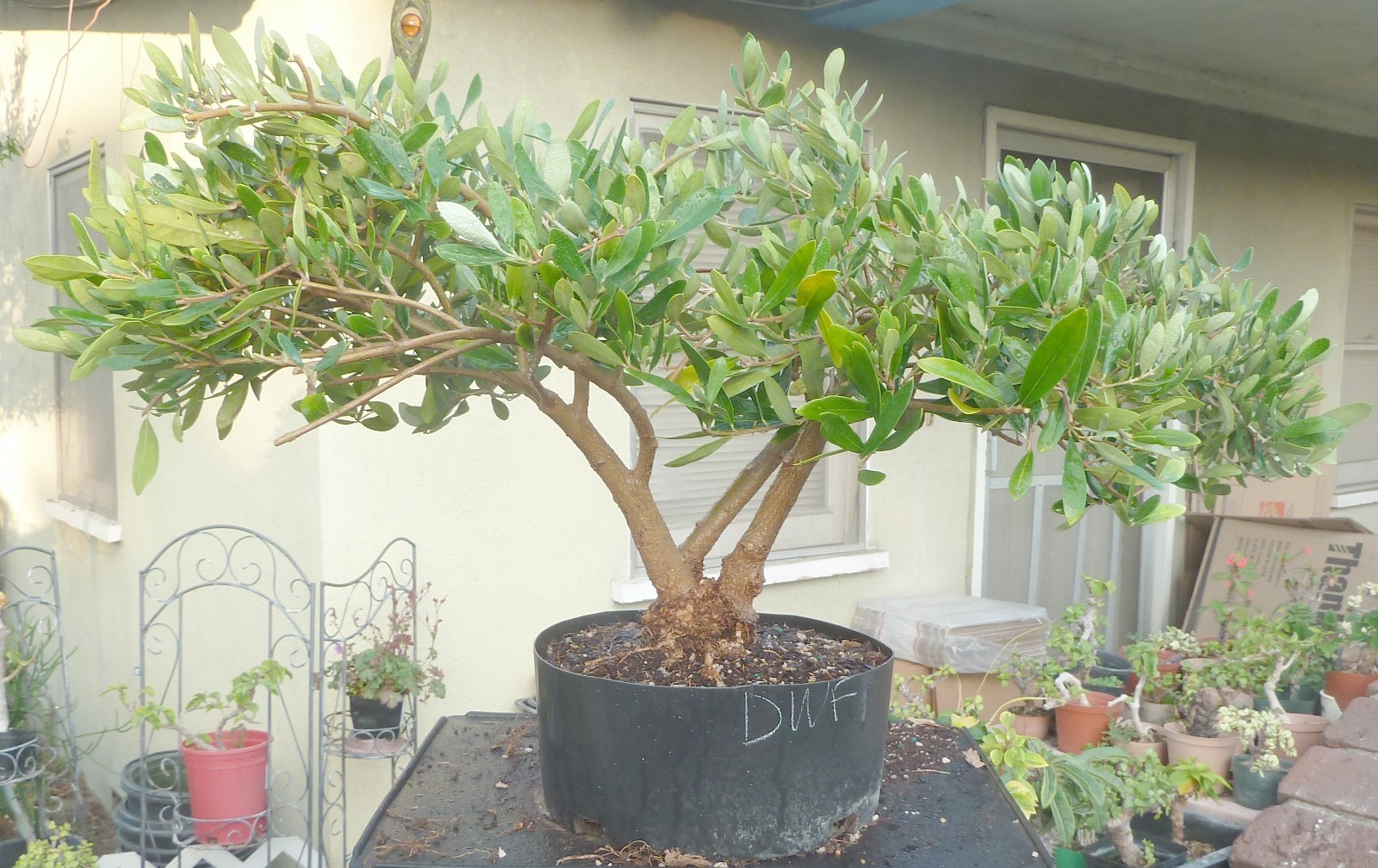Olea Europaea Olive Pre Bonsai Dwarf Kifu Fat Trunk Nice Nebari