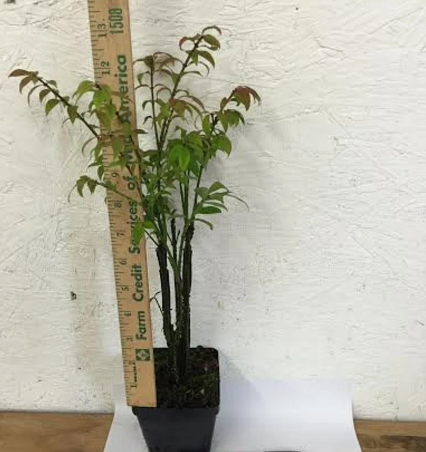 Dwarf Burning Bush – Live Plant in 4″ Pot (8–14″ Tall) – Hardy Shrub