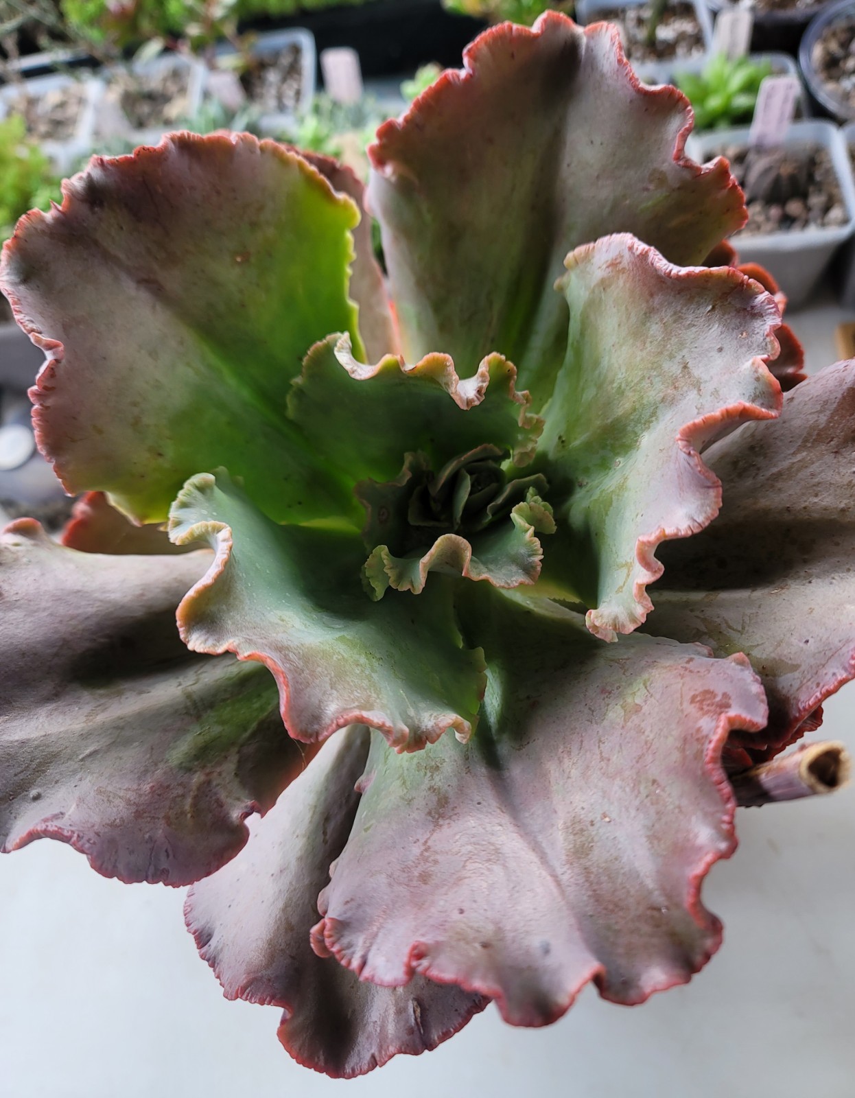 Live Rooted 10″ Echeveria Ruffled Red Succulent In 8″ Pot