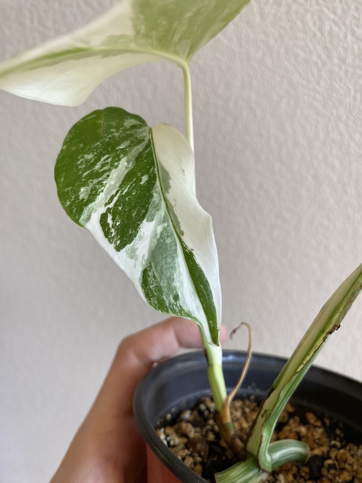 Variegated Monstera Albo Borsigiana – See Description – Available: A, B, D, E