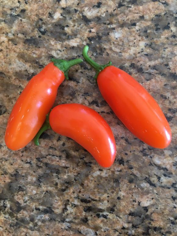 Orange Spice Jalapeno Pepper Seeds | Organic | Rare | Numex | Early Maturing