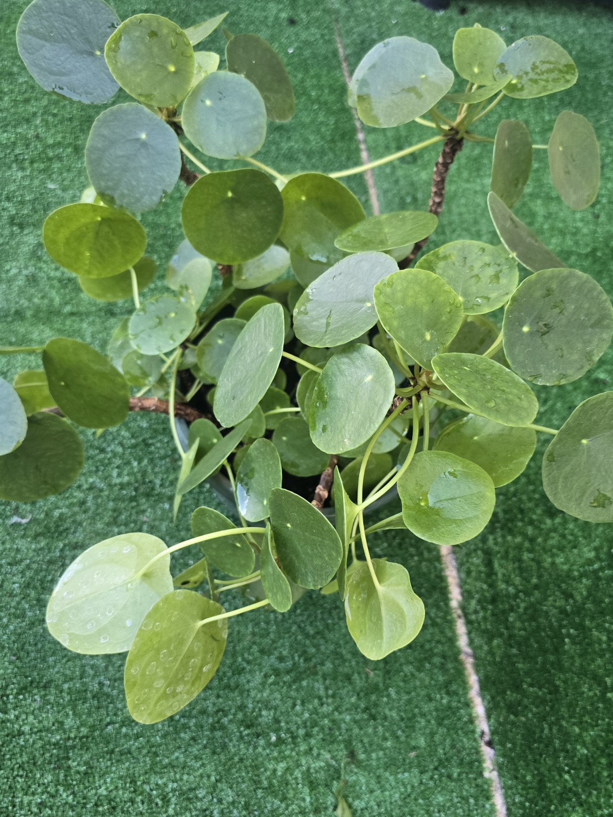 8″ pot Pilea Peperomioides | Chinese Money Plant | UFO | Peperomia live plant