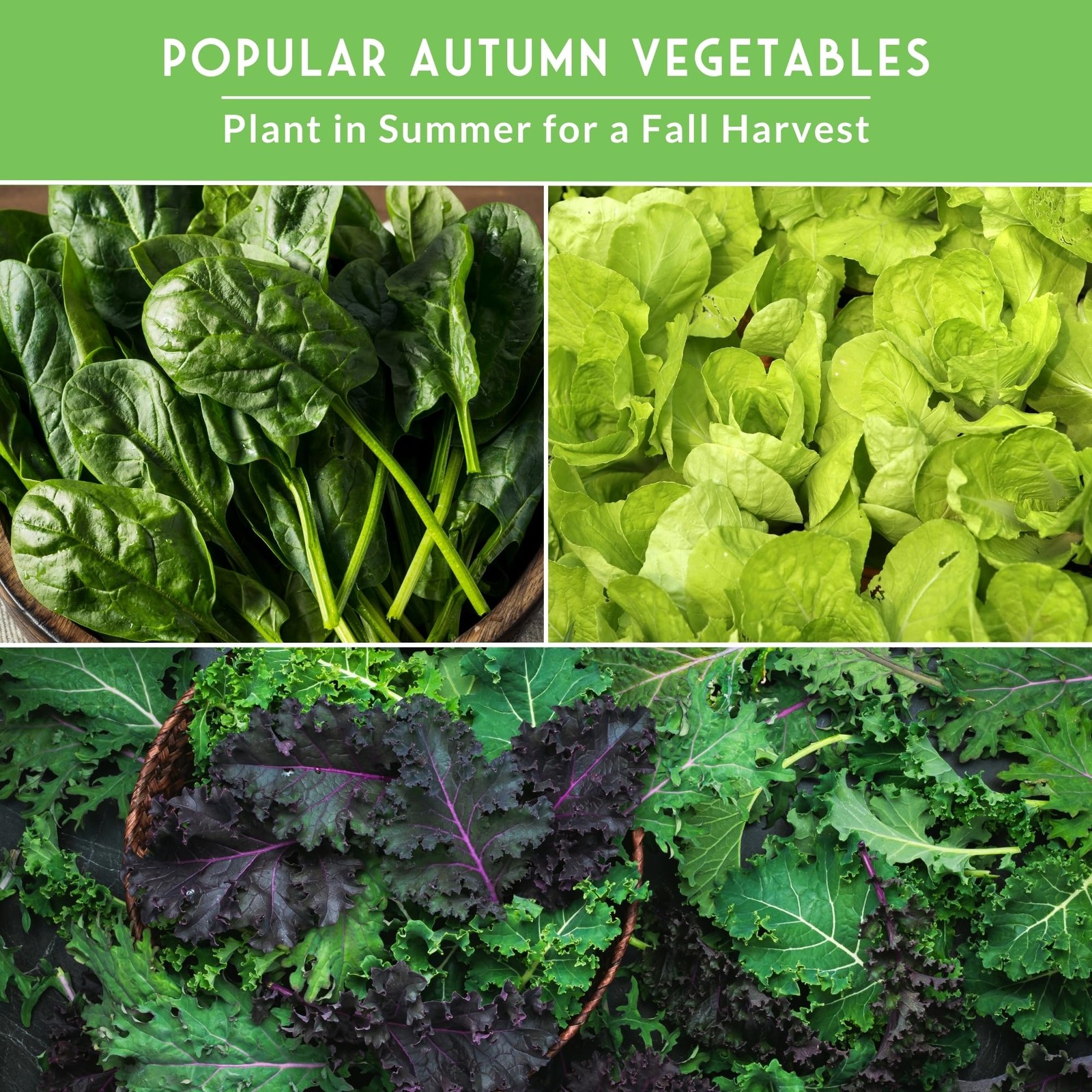 Fall & Winter Seeds 8 Packs Non-GMO Heirloom Vegetable Collection