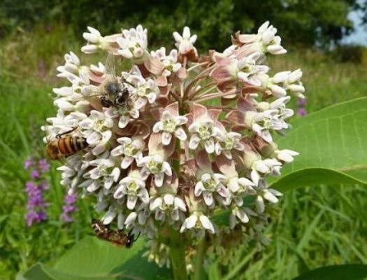 Common Milkweed 2000 seeds Asclepias syriaca native wildflower Monarchs