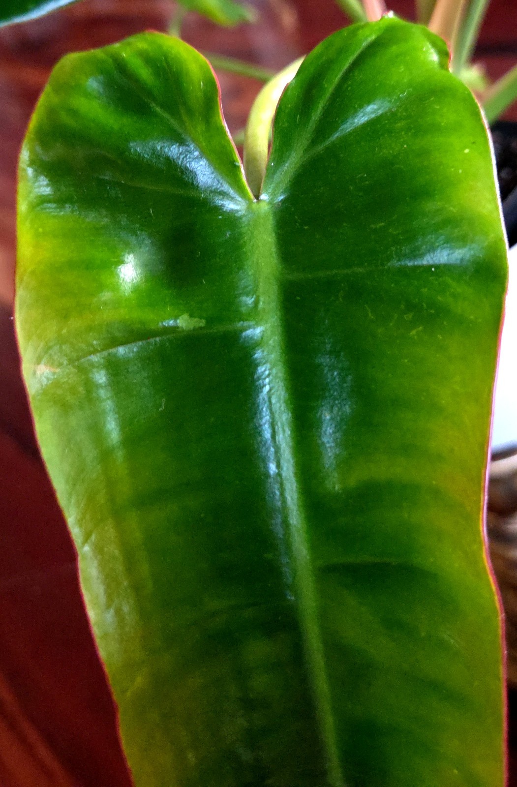 RARE Philodendron Billietae X Sagittafolium Pink Flushed 21″ Wide Not Monstera
