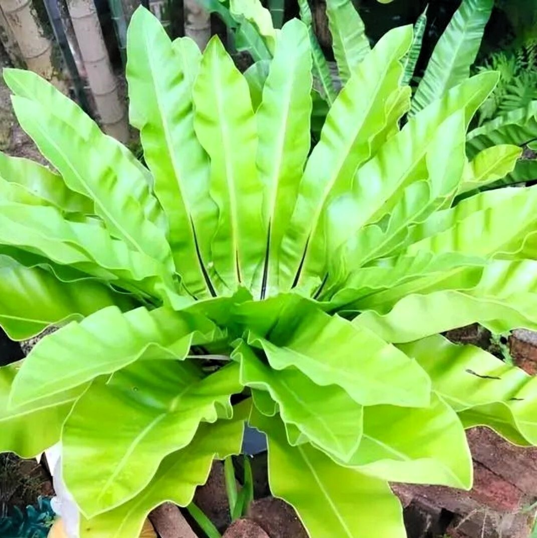 Walking Fern Bare Root Live Plant – Outdoor Garden Plant Asplenium Rhizophyllum