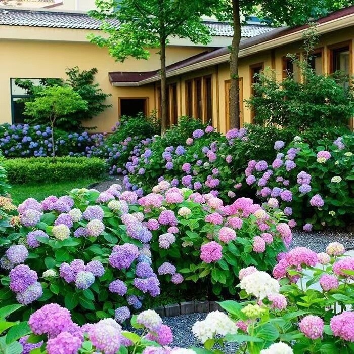 20 SEEDS for Blue Violet Pink HYDRANGEA RARE flower exotic bush plant USA Seller