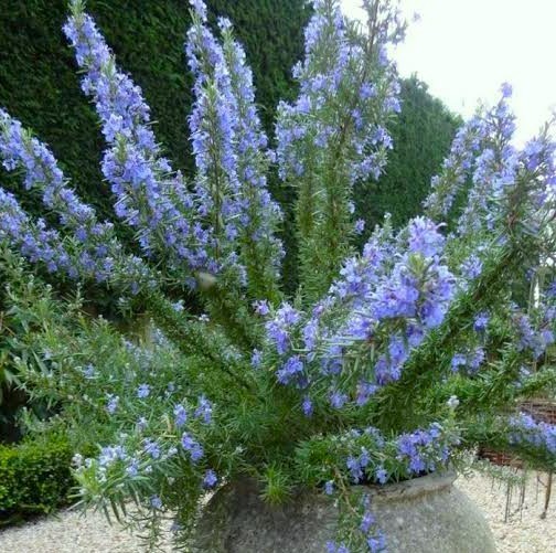 Spectacular Flowering Plants, Tuscan Blue Rosemary Potted Starter Plant