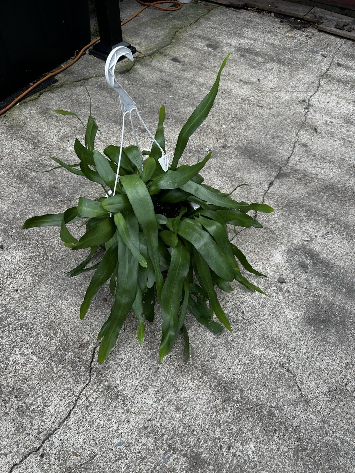 Epiphyllum Oxypetalum (Queen of the Night Orchid Cactus) Well-rooted Live Plant