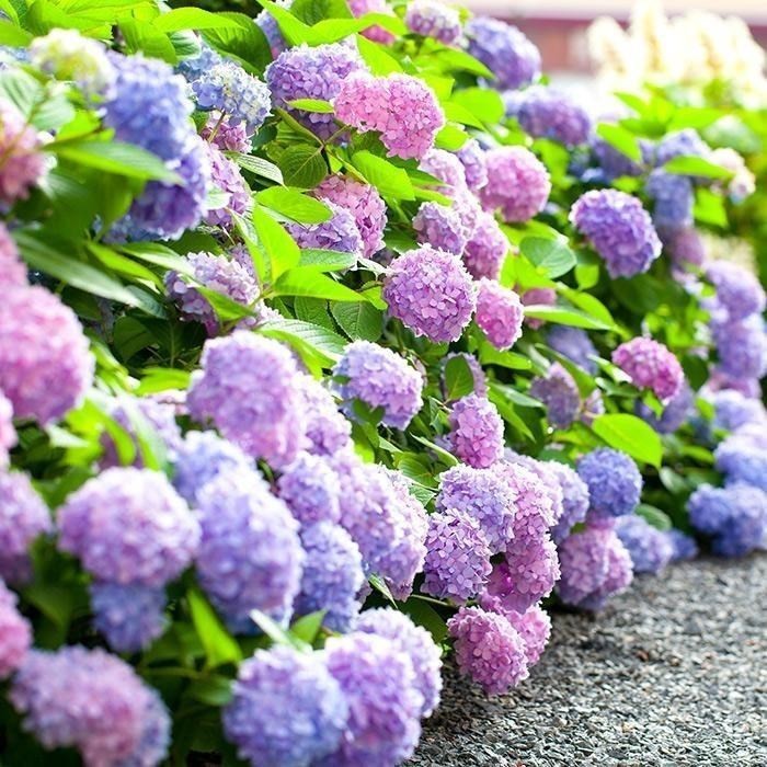 100 Mixed Color Hydrangea Seeds Vibrant Blooms in Blue, Pink & Purple for Garden