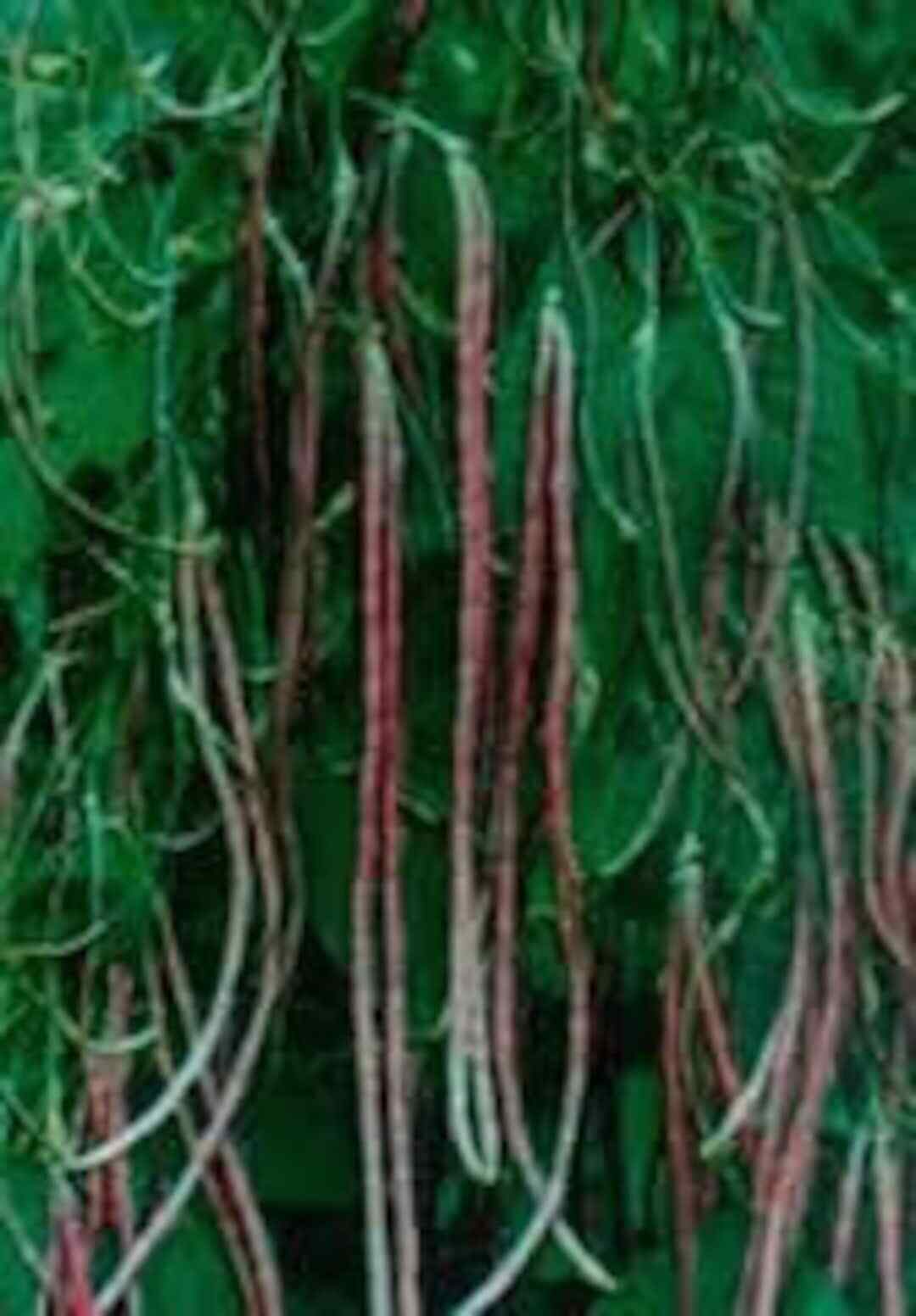 Vigna unguiculata MOSAIC ASIAN YARD LONG BEAN – 20 SEEDS!