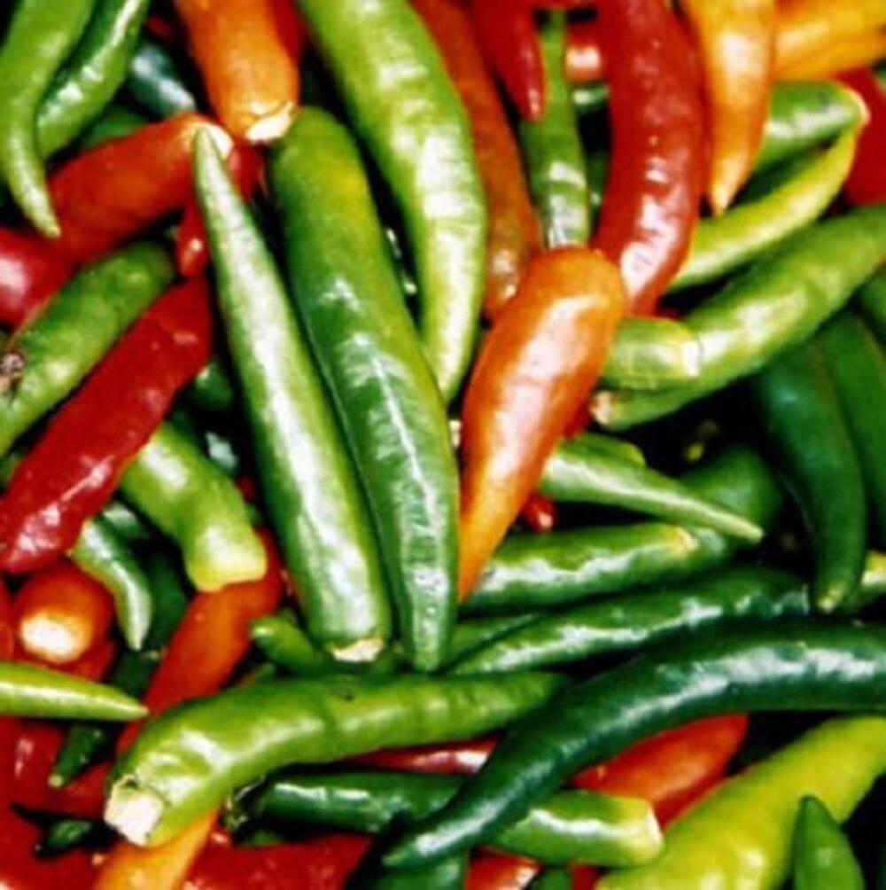 300 ANAHEIM CHILI PEPPER (New Mexico Chili Pepper) Capsicum Annuum Vegetable See