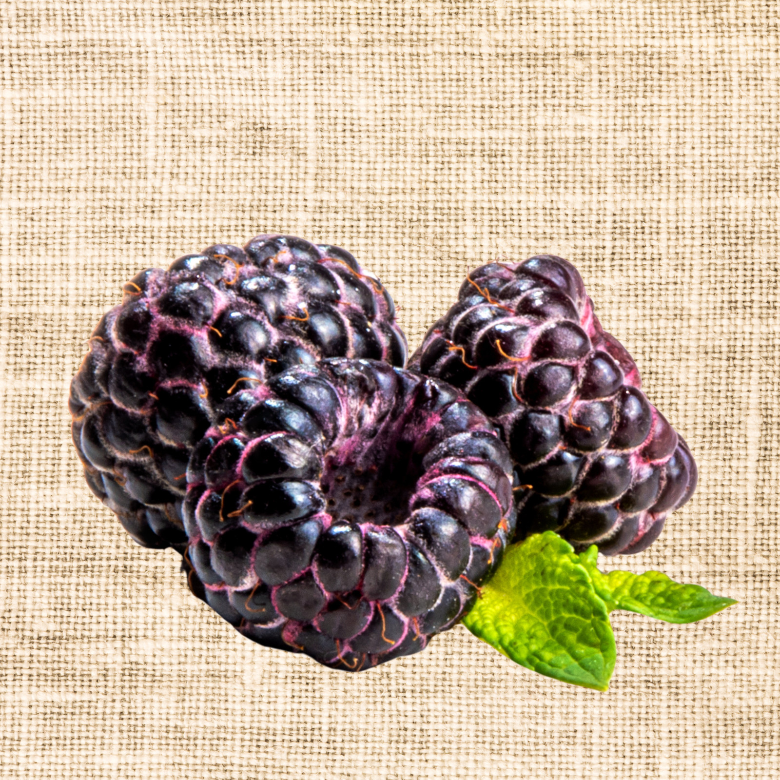 Hand Picked Nursery Shekinah Tahi Black Raspberry Plugs – Bare‑Root , 1‑Year‑Old