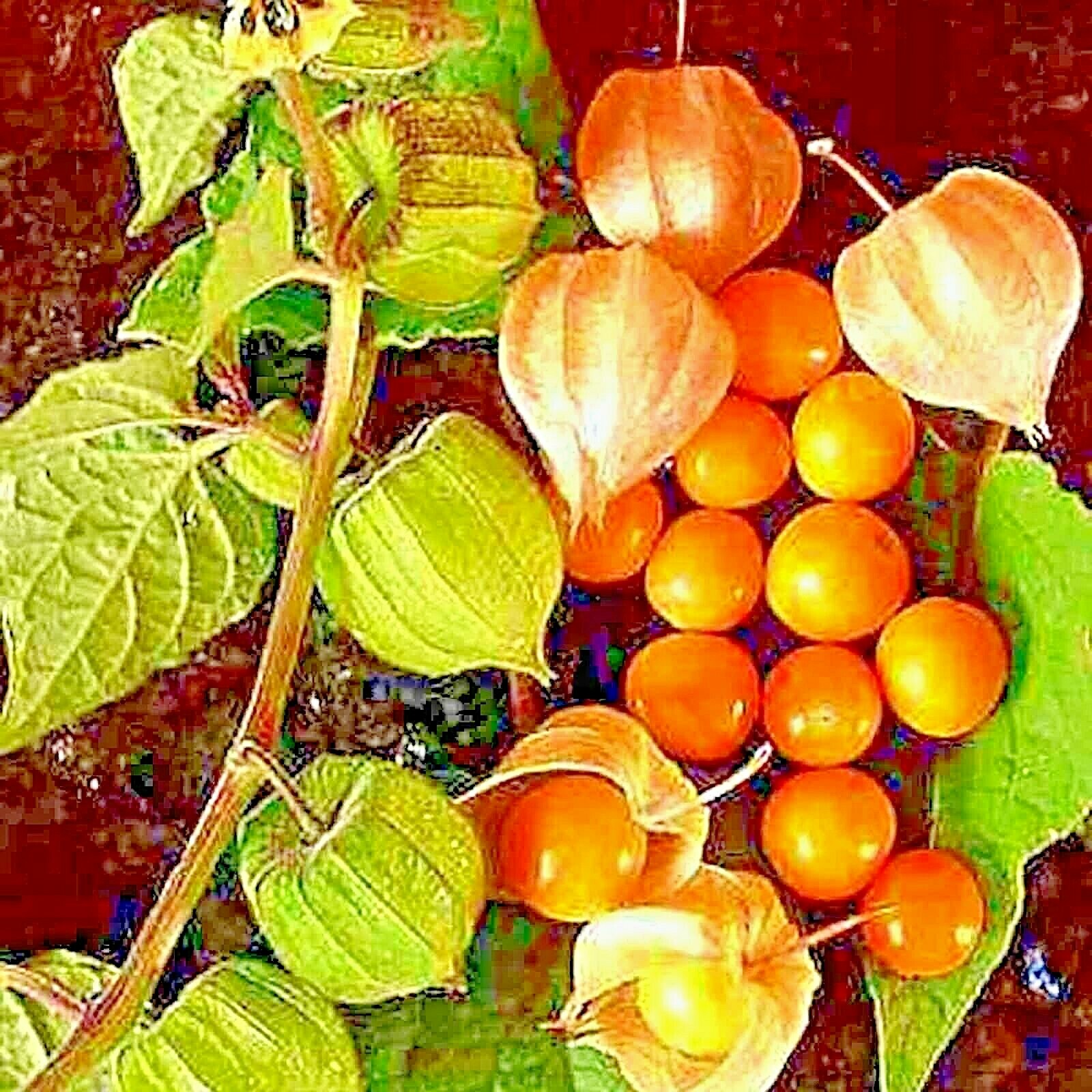 50+ CAPE GOOSEBERRY SEEDS RARE FRUIT SPRING GROUND CHERRY HEIRLOOM SWEET USA