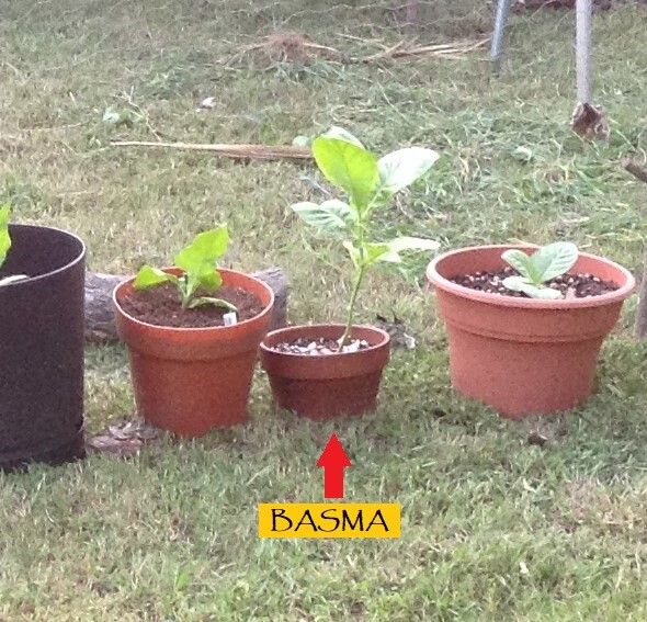 Basma Tobacco – Nicotiana seeds (1000+ per packet)