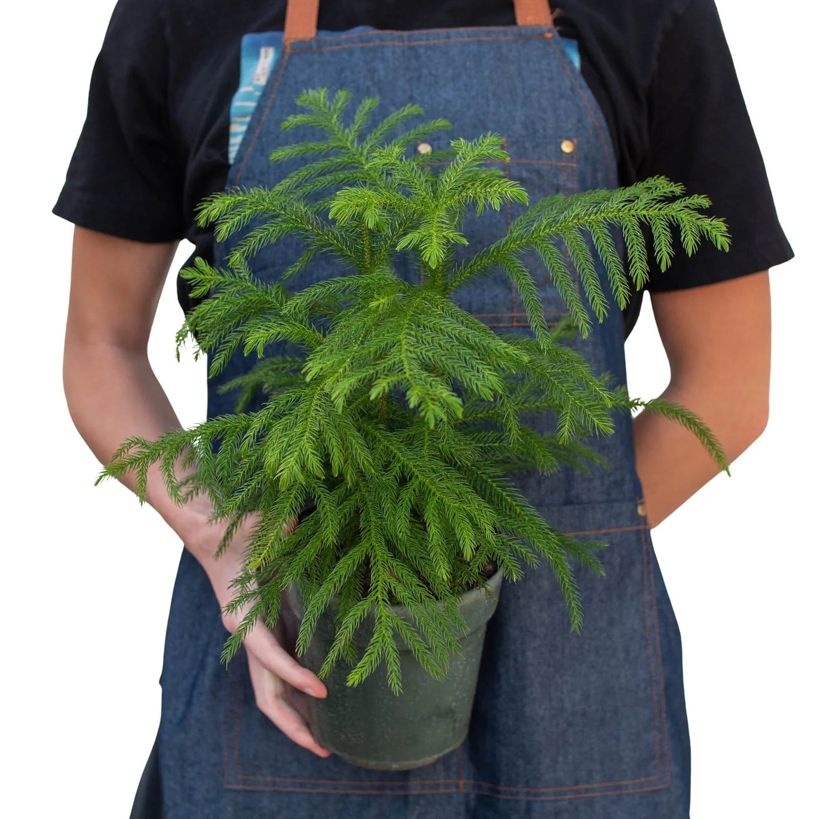 Norfolk ‘Island Pine’
