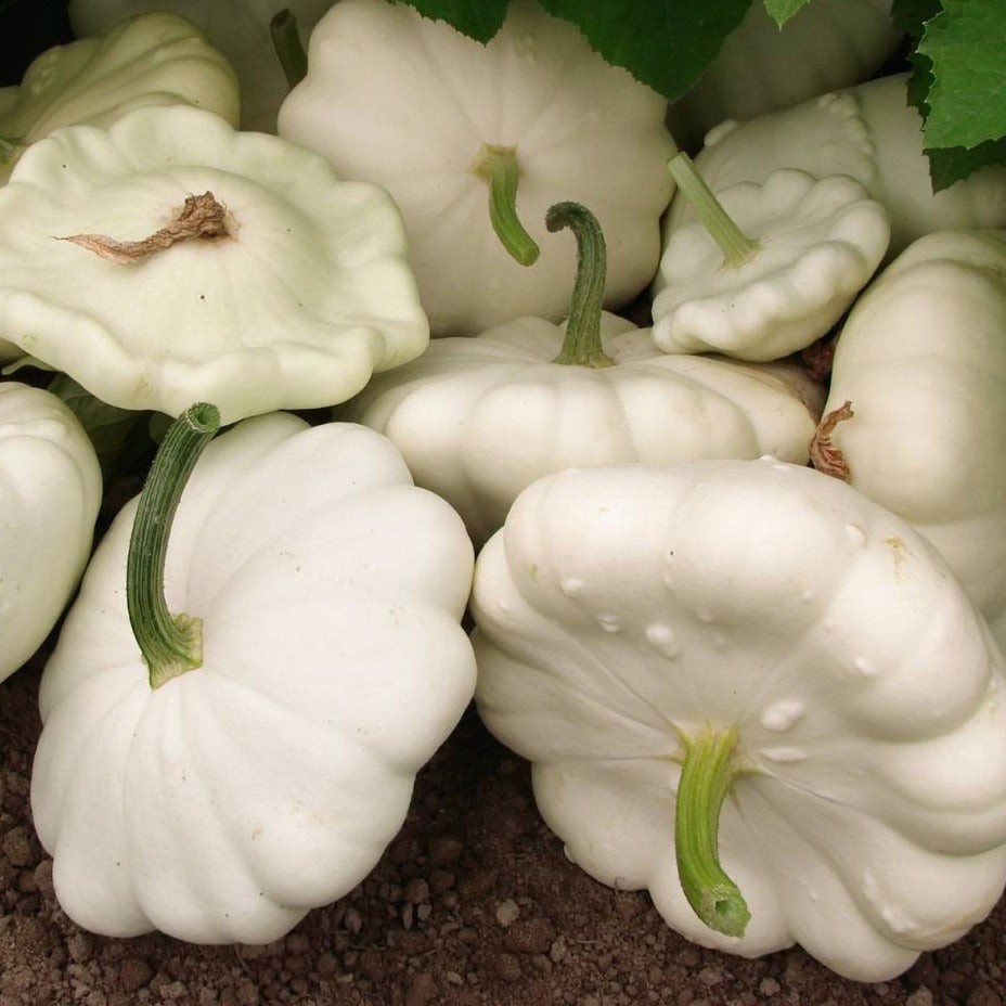 Early White Patty Pan Seeds | Bush Scallop Summer Squash Vegetable Seed New 2024