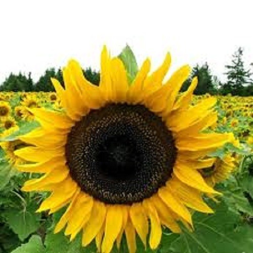 Premium Mammoth Gray Stripe Sunflower Seeds – Giant Heirloom Non- GMO Awesome!