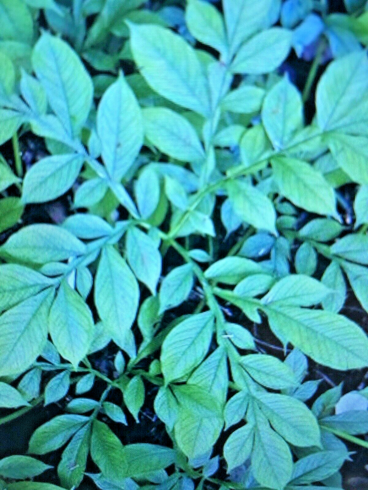 AMORPHOPHALLUS ALBUS, 2 Week Special Sale! Dwarf White Voodoo Lily