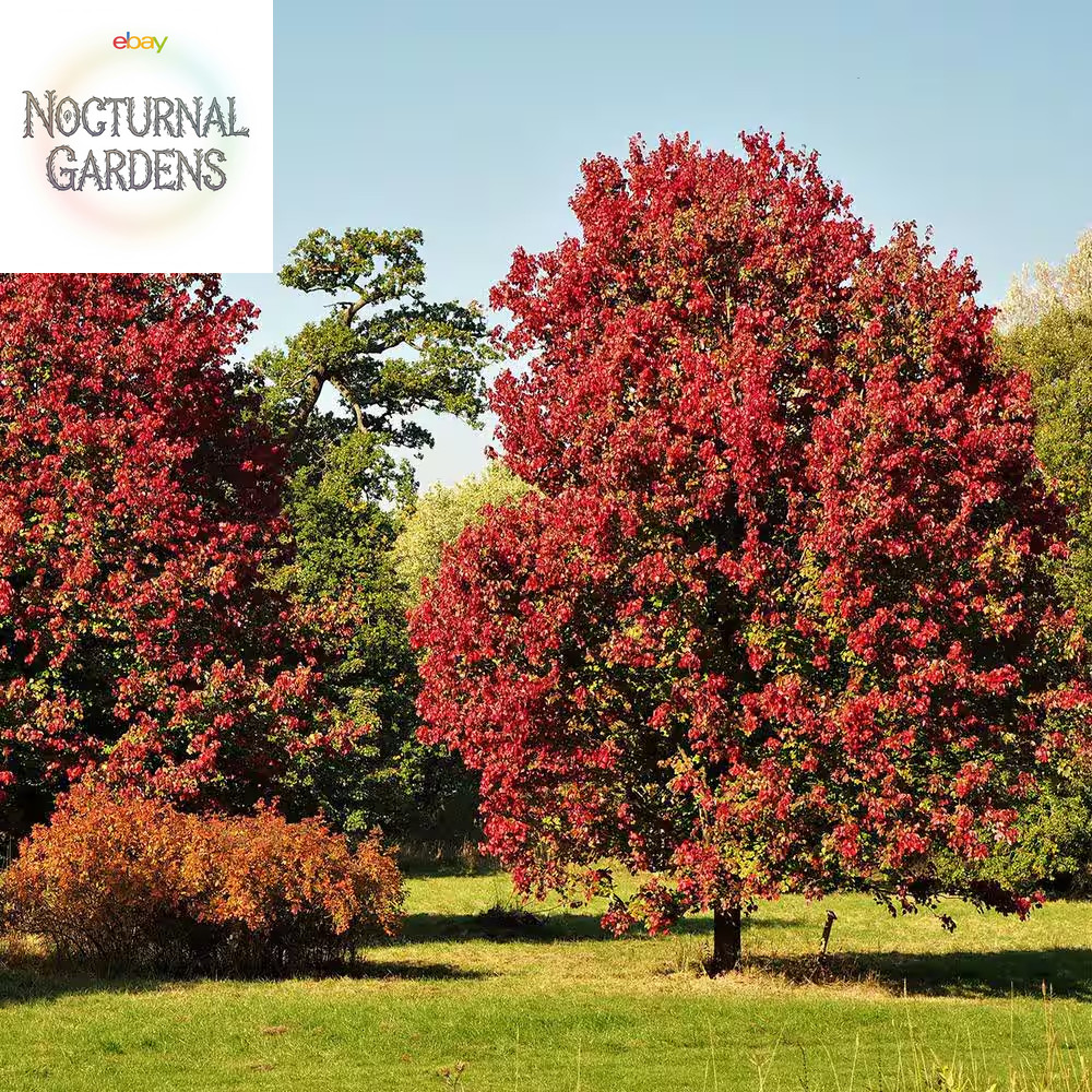 5 Gal. October Glory Maple Tree (2-Pack)