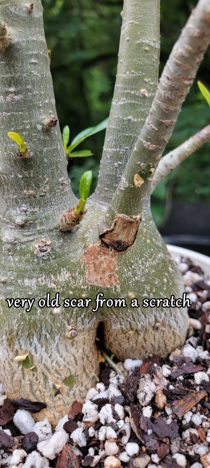 Adenium DOHFARENSE SUPERFAT Caudiciform 3 EXACTPlants 100%USAgrown RAREUncommon