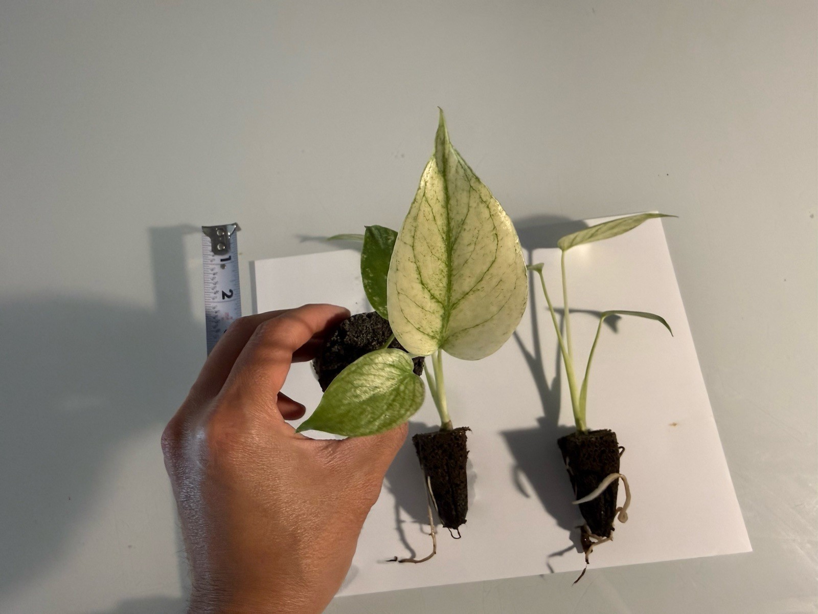 Rooted Variegated Monstera Mint (1 Plant)