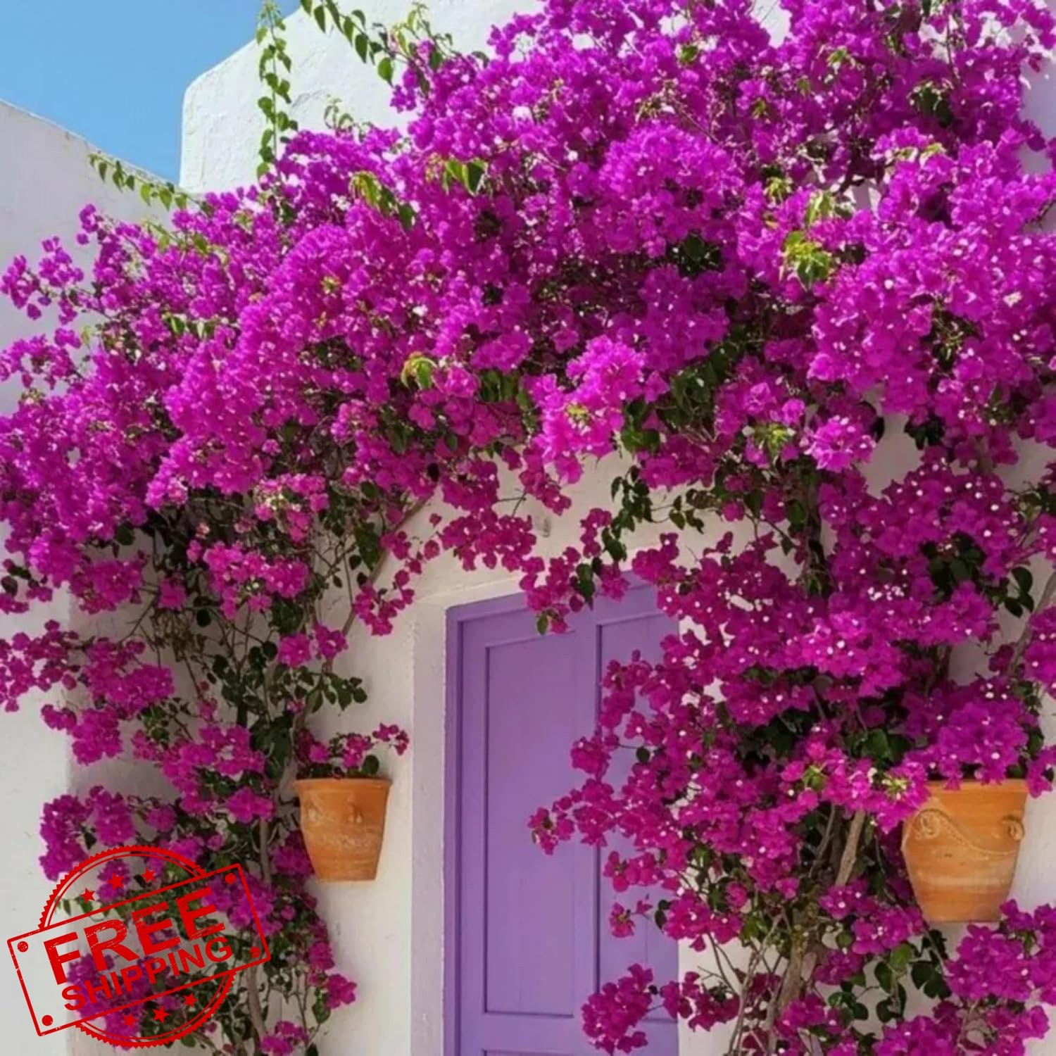 Wivolibe Bougainvillea Seeds 300+ Exotic