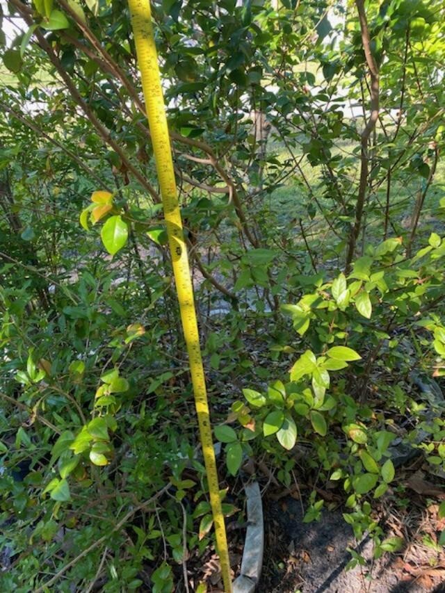 2 MO DOUBLE SURINAM CHERRY BLACK (EUGENIA UNIFLORA) LOLITA CULTIVAR (NOT GRAFT)