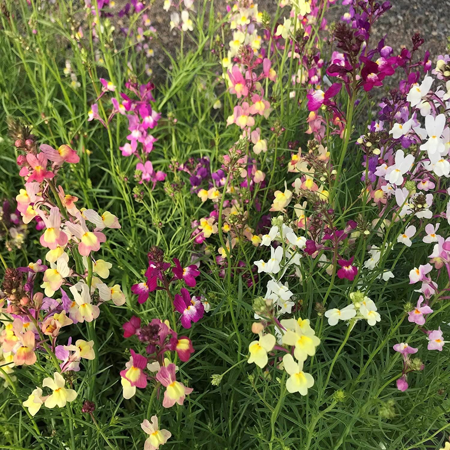Snapdragon Fairy Bouquet Flower Seed,( Linaria Maroccana) “COOL BEANS N SPROUTS”