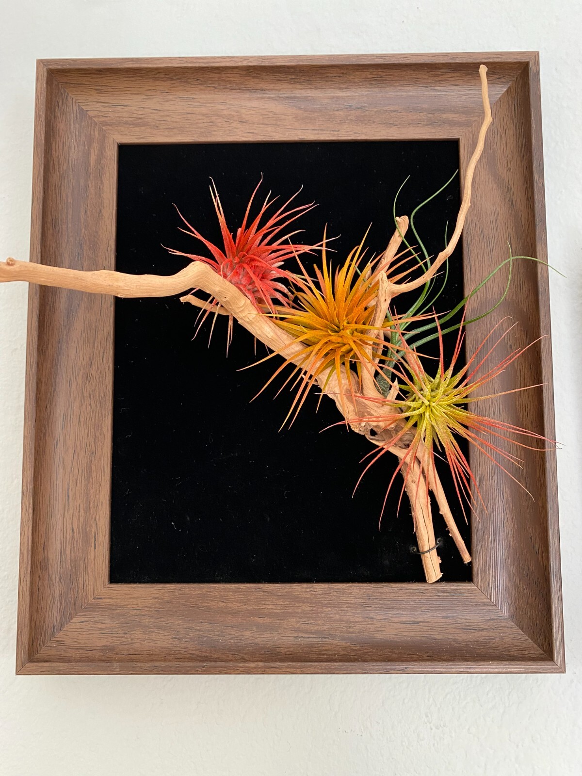 Air Plant 3 Pack Assortment – 3 COLORs of Tillandsia Airplants Free SHIPPING