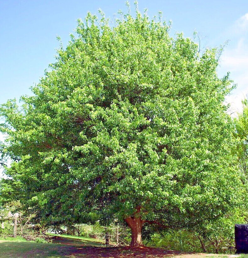 TRIDENT MAPLE TREE SEEDS (Acer buergerianum) Hardy Fall Colors Bonsai Plant