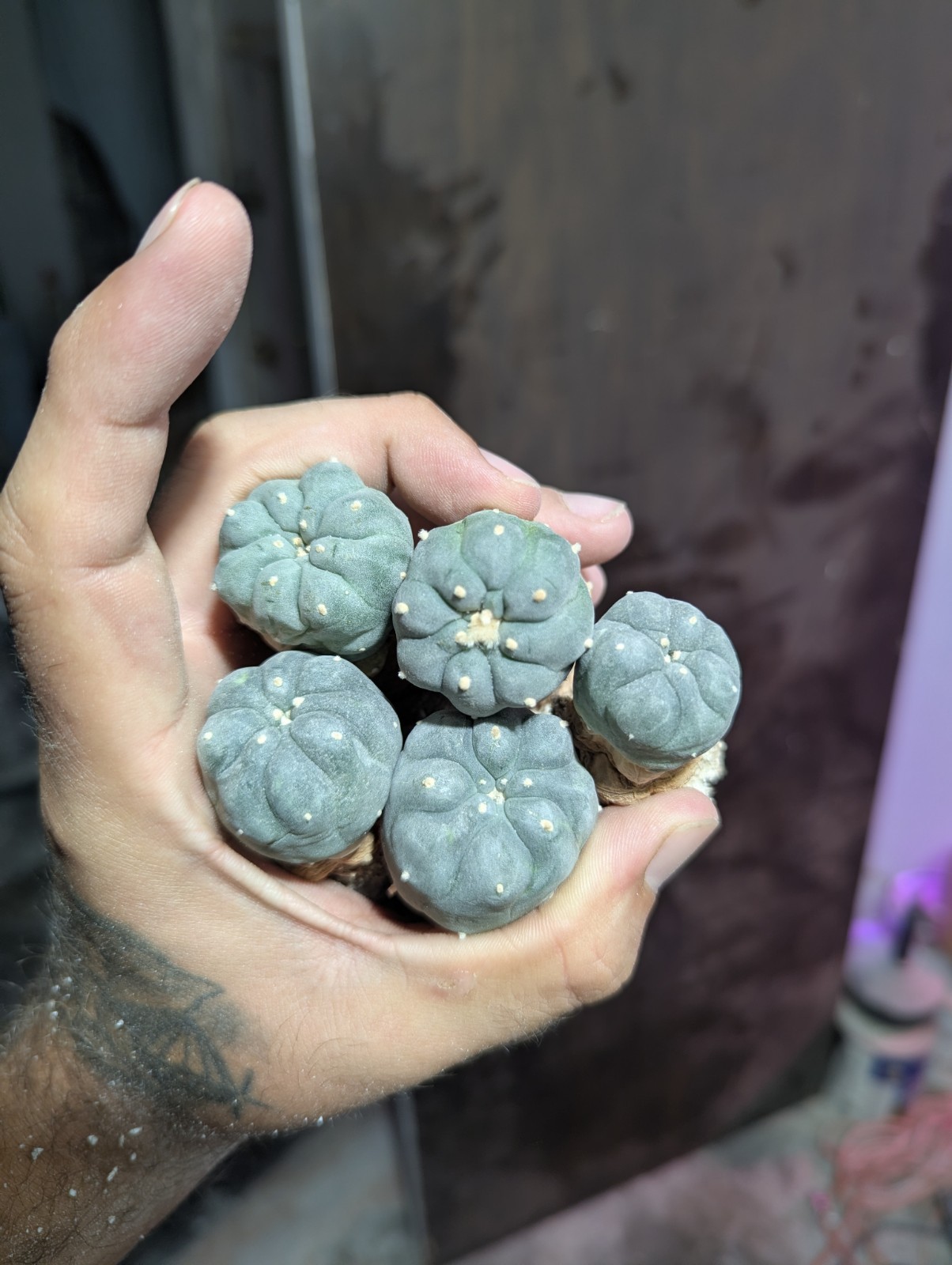 Northern Blue Button Cactus 0.5-1.5 inch W