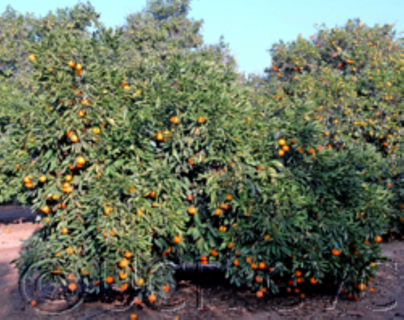California only!! Owari Satsuma Semi-Dwarf Mandarin 25-36″ tall