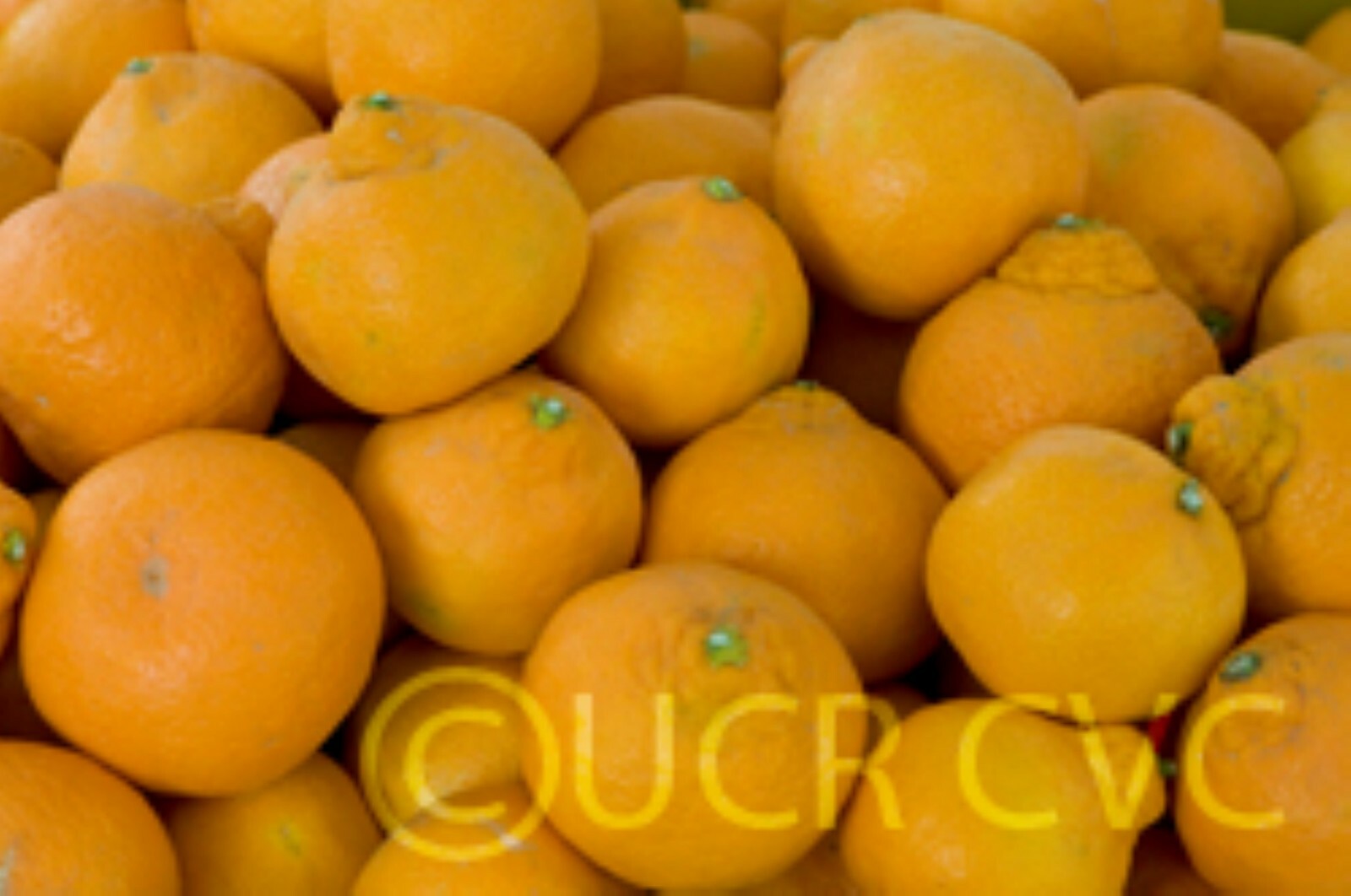 California only!! Owari Satsuma Semi-Dwarf Mandarin 25-36″ tall