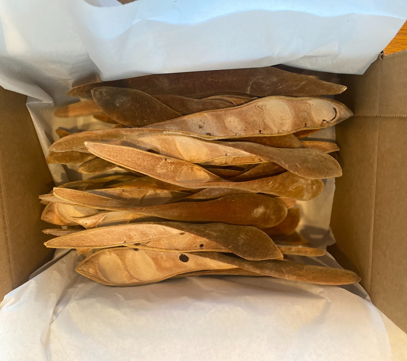 100+ Organic Velvety Wisteria Seed PODS for Decorating/Floral Supply