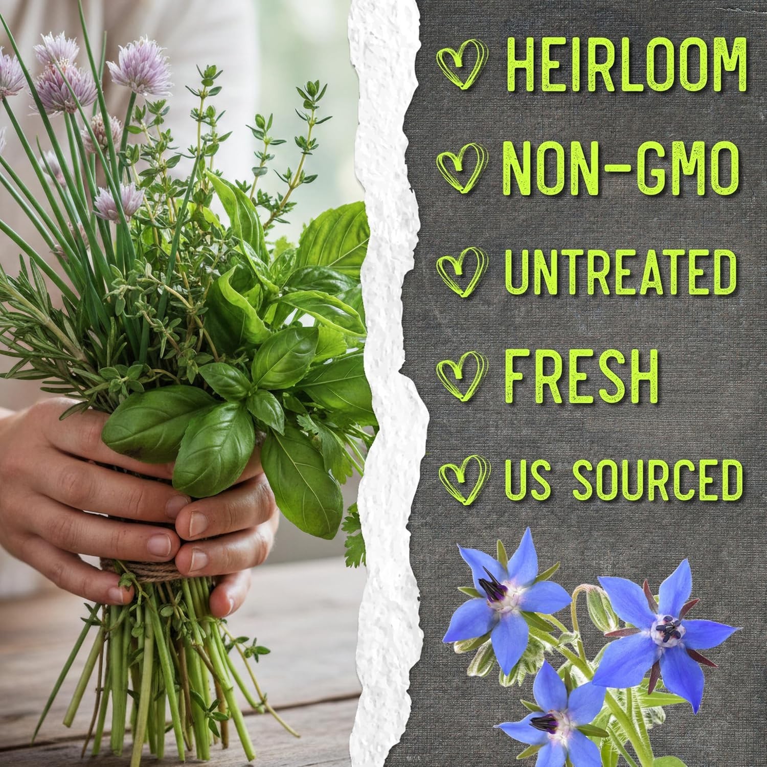 Herb Seeds Variety Pack Culinary Herb Collection 12 Individual Packets for Pl…