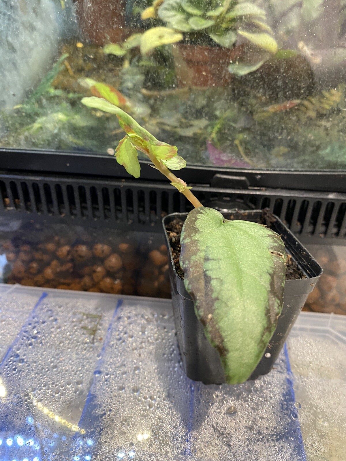 Begonia Watermelon pellionia Repens plant’s