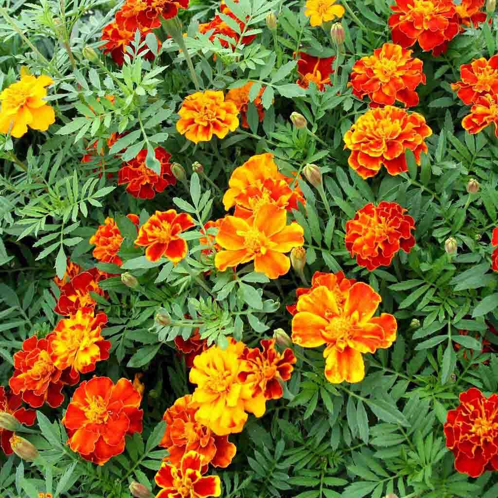 300+ FRENCH MARIGOLD “DWARF” PETITE SEEDS FRESH FOR YOUR FLOWER POTS AND GARDENS