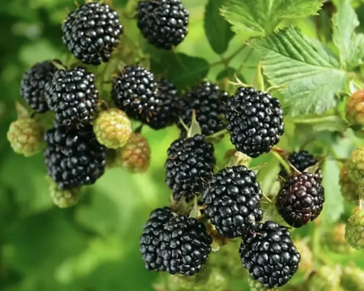 10 Ponca Blackberry – Thornless Rubus fruticosus – Starter Plugs