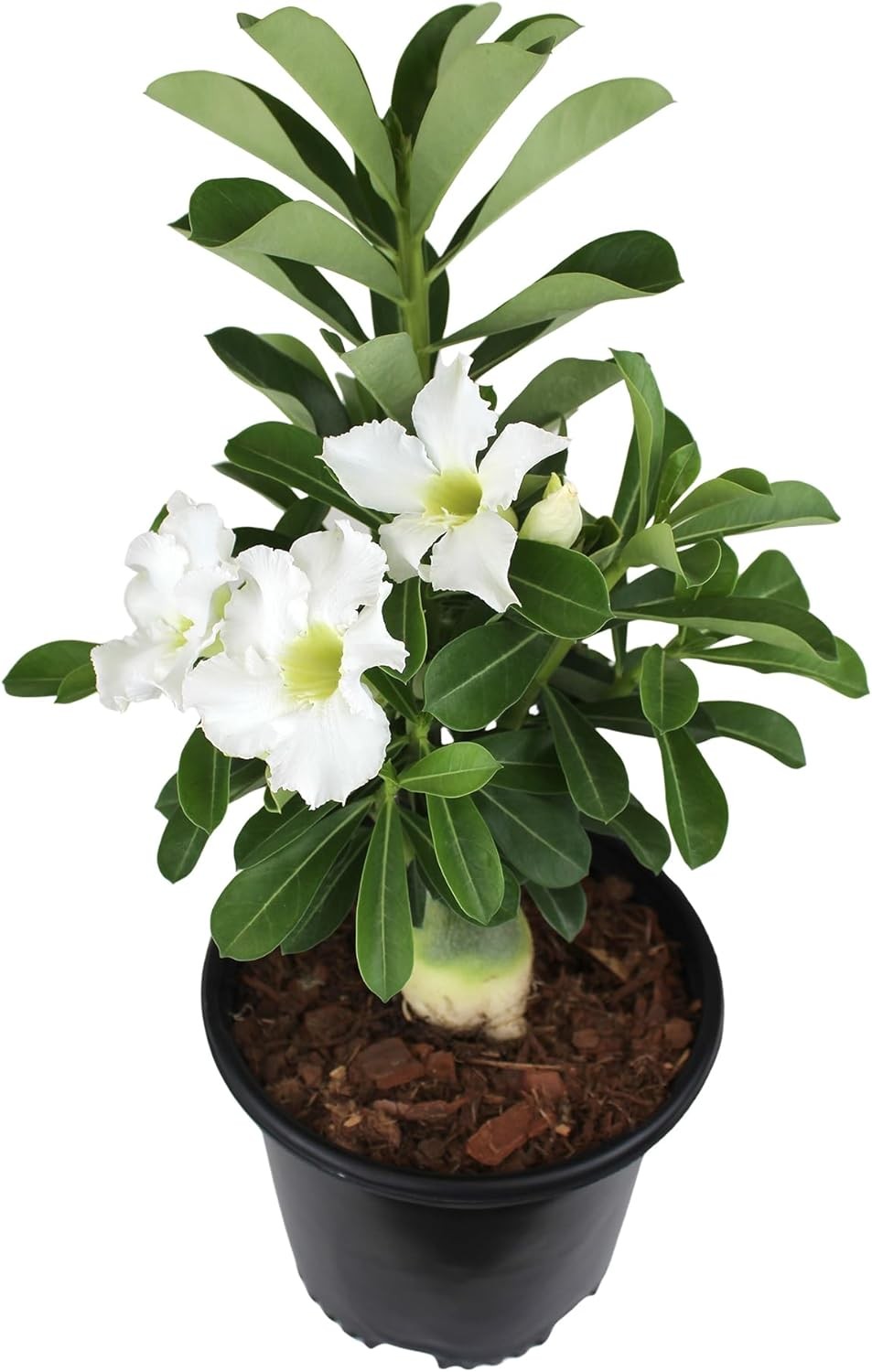 White Desert Rose Plant Live Succulent, 1 Gal Grower Pot, Adenium Desert Rose Pl