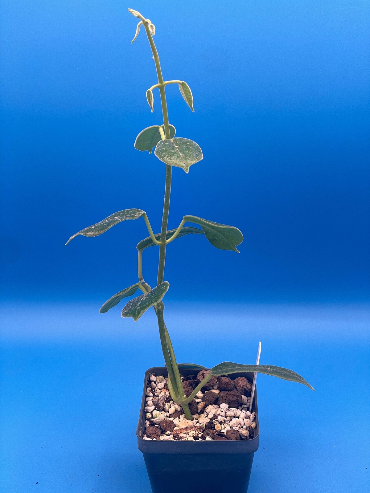 Hoya Ariadna Fully Rooted Grown In 3.5″ pot – Eriostemma Ariadna
